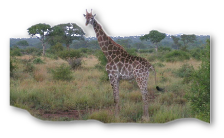 This is a Giraffe.